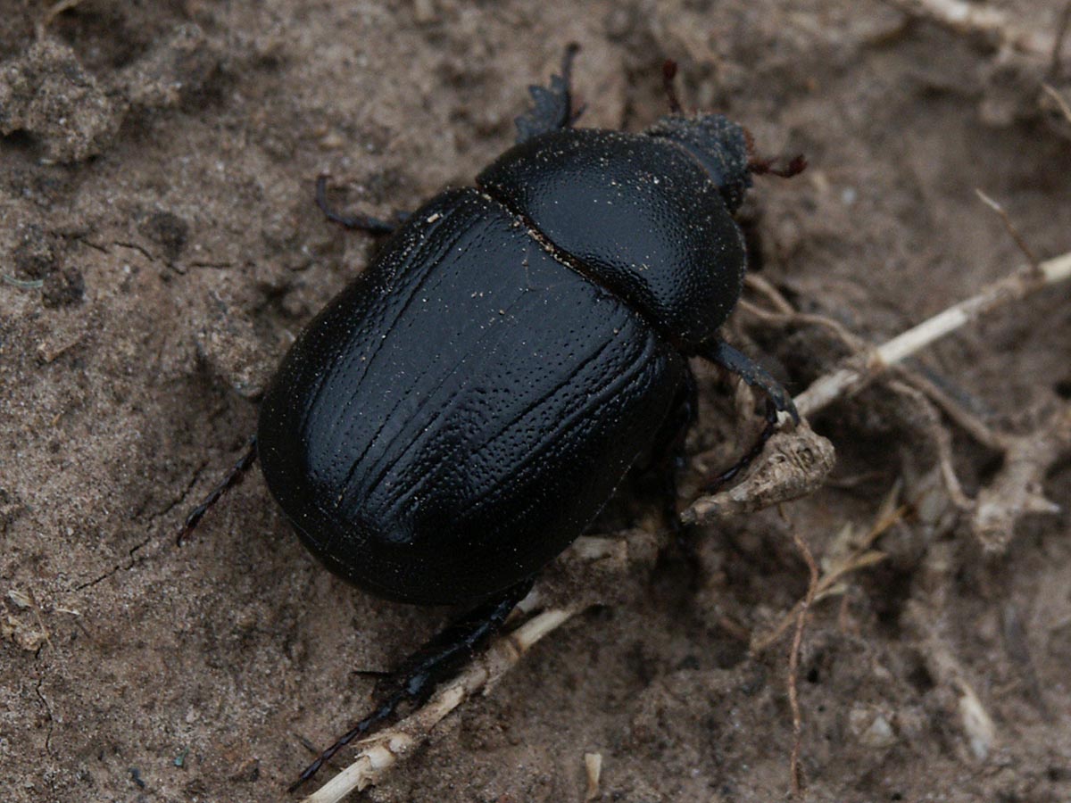 Pentodon bidens